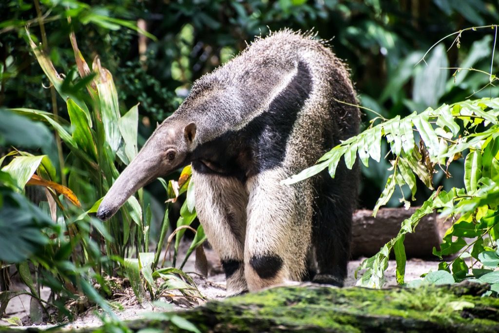 Giant anteater