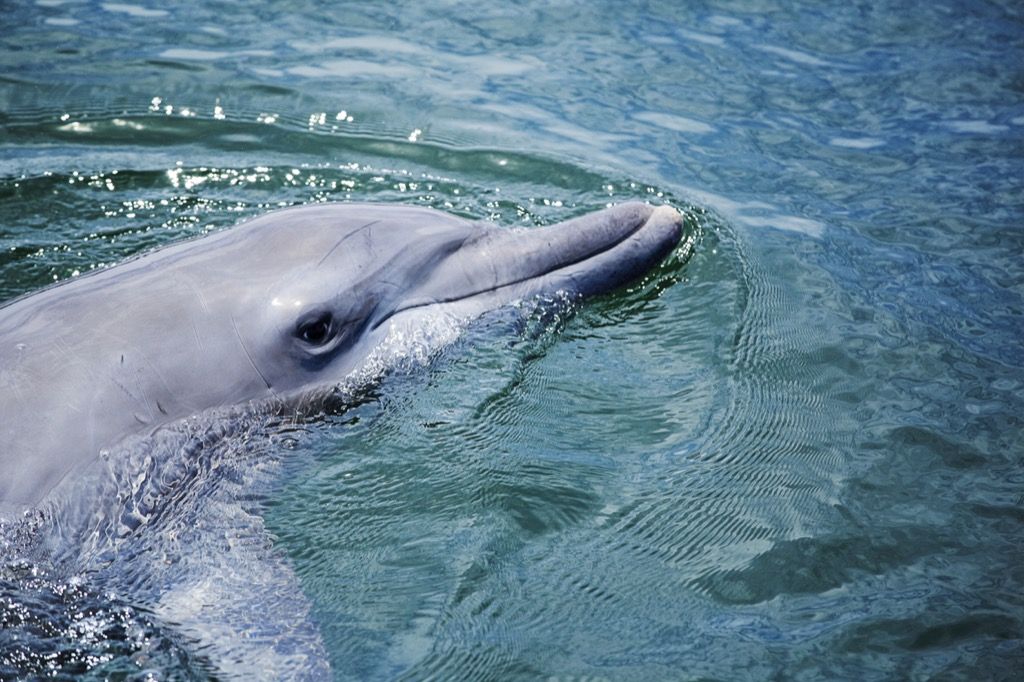 Are Dolphins Dangerous? 17 Facts That Prove They Are — Best Life