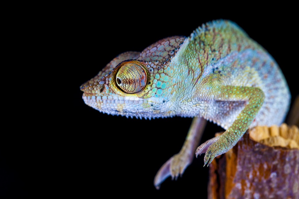 Multicolored lizard