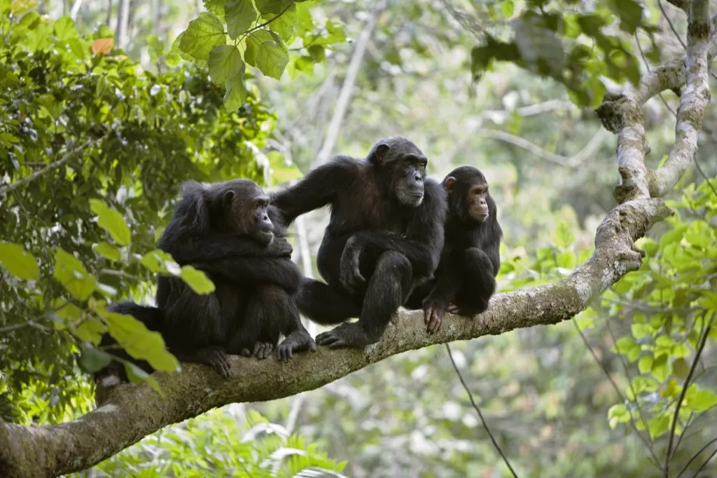 Wild chimpanzees
