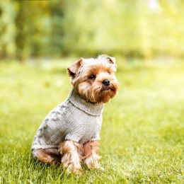 Dog in sweater