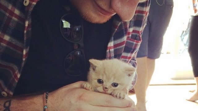 Ed Sheeran celebrities who look like their pets