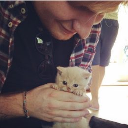 Ed Sheeran celebrities who look like their pets