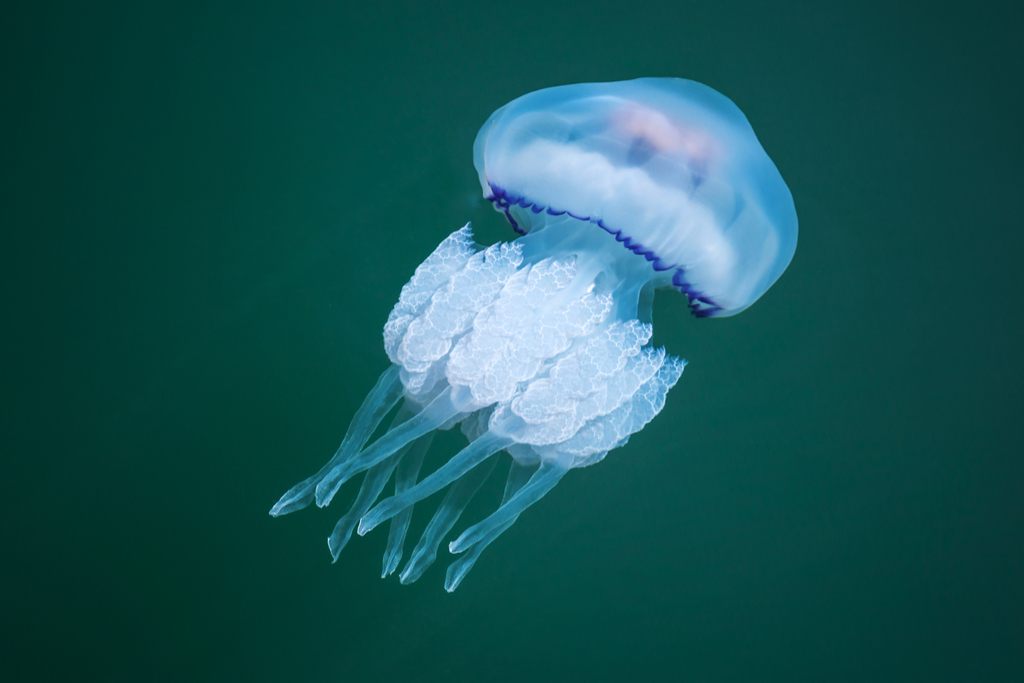 Jelly Fish Bogus 20th Century Facts