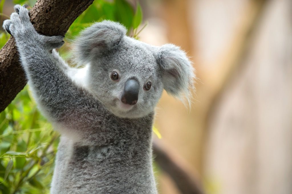 koala in a tree