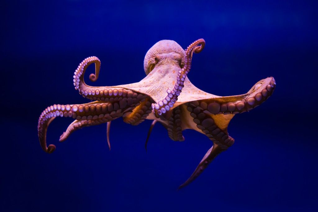 Octopus in water