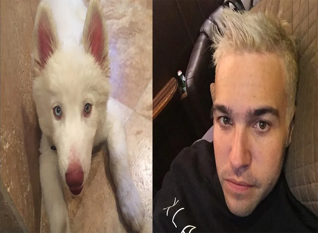 Pete Wentz celebrities who look like their pets
