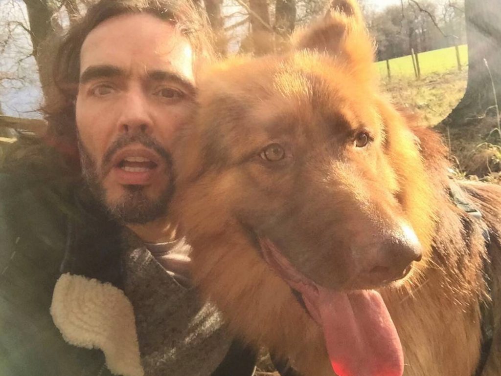 Russell Brand celebrities who look like their pets