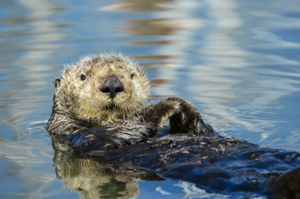 otter swimming 