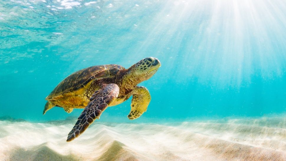 10 Things You Can Do to Help Save the Turtles — Best Life