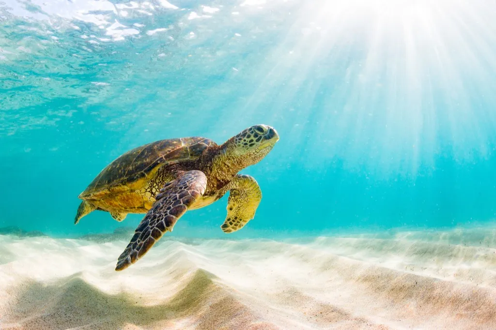 Sea turtle in ocean