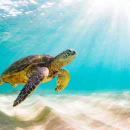 Sea turtle in ocean