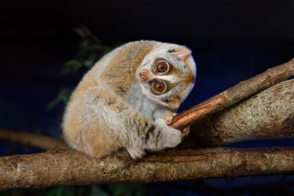 Slow loris 