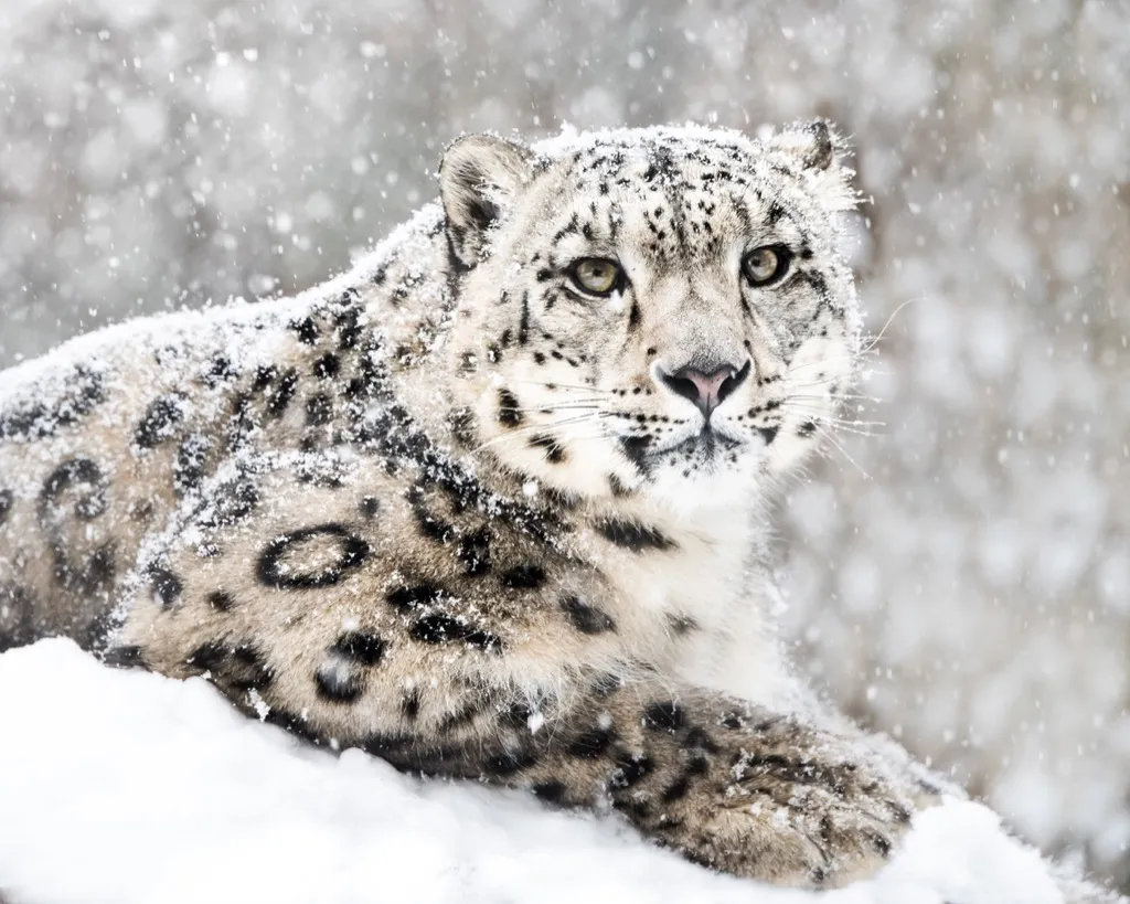 White leopard