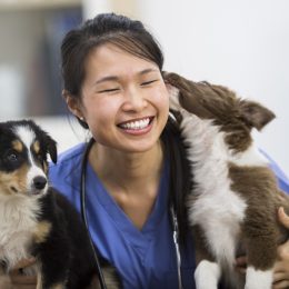 Vet with dogs