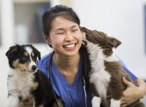 Vet with dogs