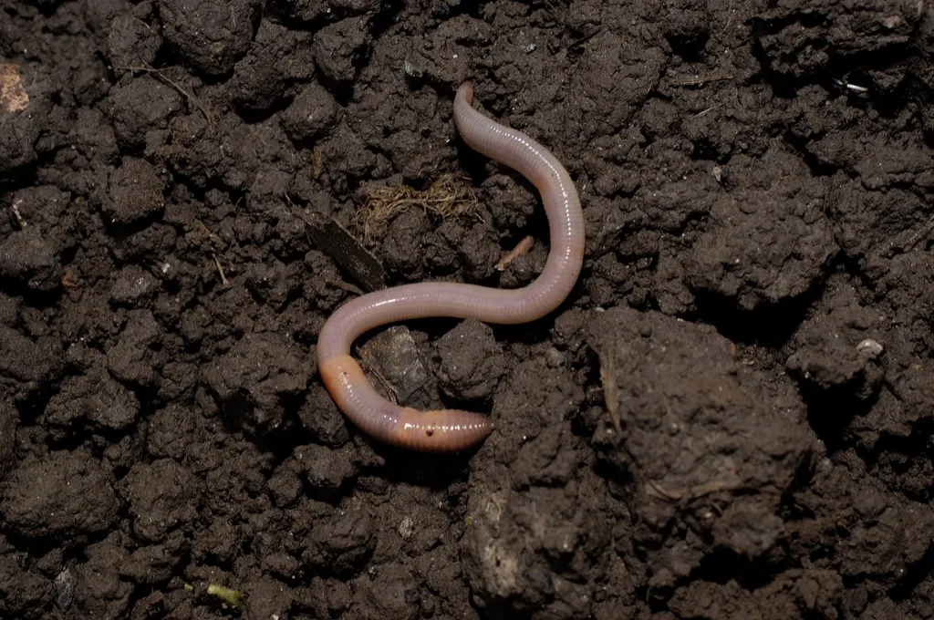 earthworm on soil