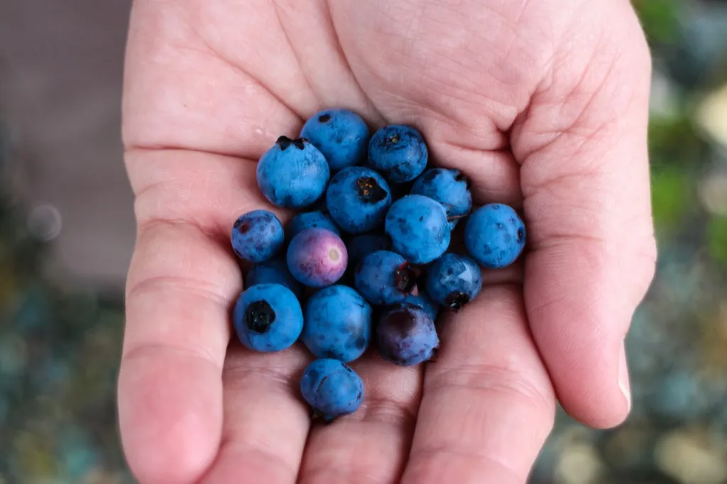 blueberries Foods rid allergies