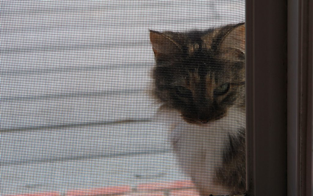 Cat in Door