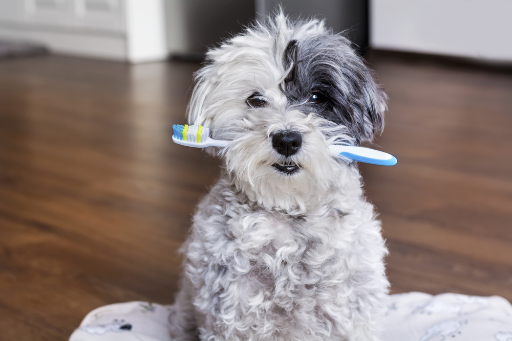 dog with toothbrush