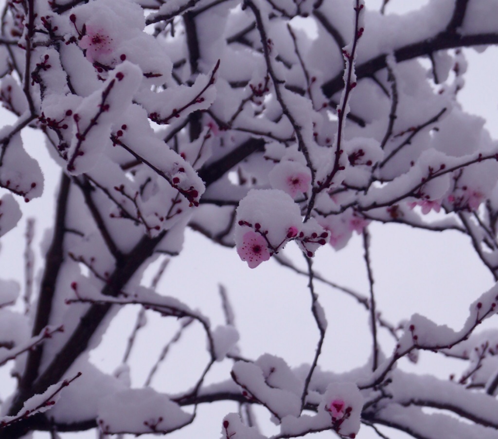 snow blossom