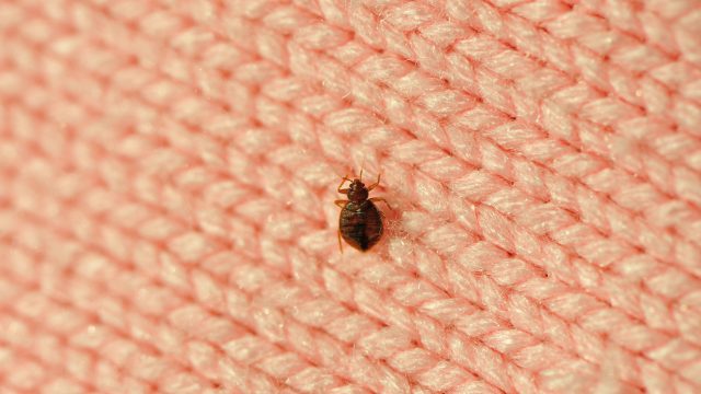 Bedbug on a blanket, things housekeepers hate