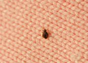 Bedbug on a blanket, things housekeepers hate