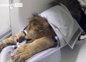 tomos the lion gets CAT scan