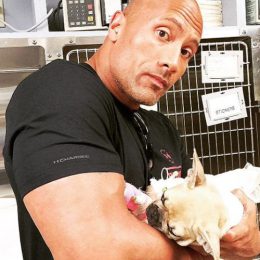 Dwayne The Rock Johnson Dog Brutus Celebrity Pets