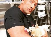 Dwayne The Rock Johnson Dog Brutus Celebrity Pets