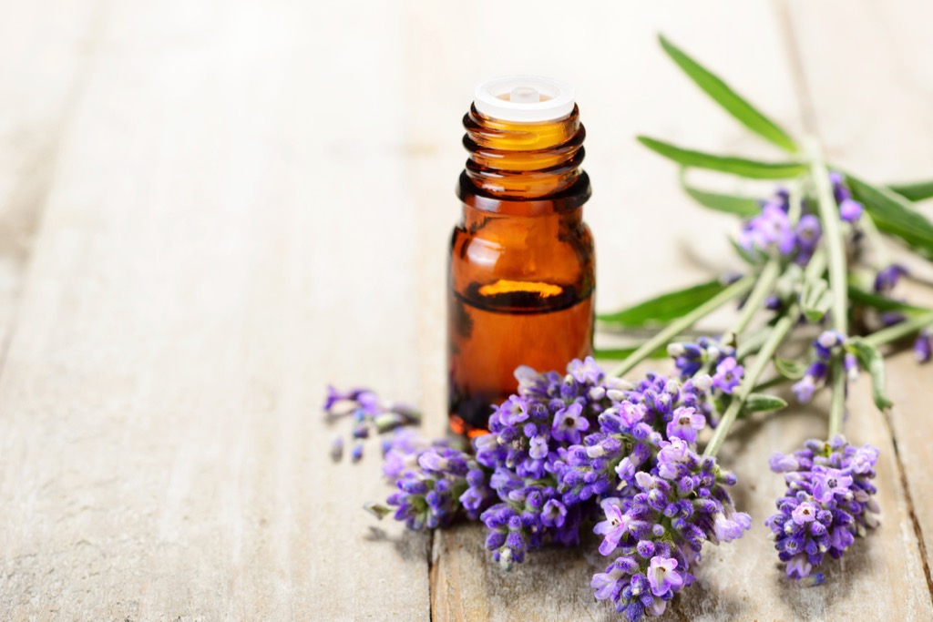 Lavender oil how to get rid of bed bugs