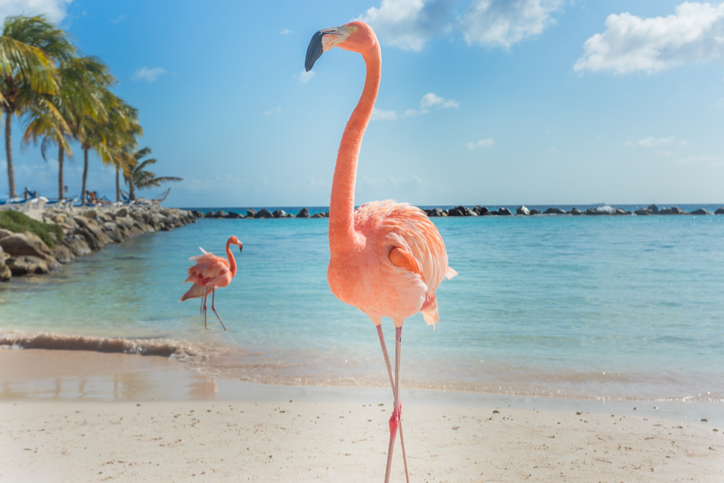 why flamingos are pink