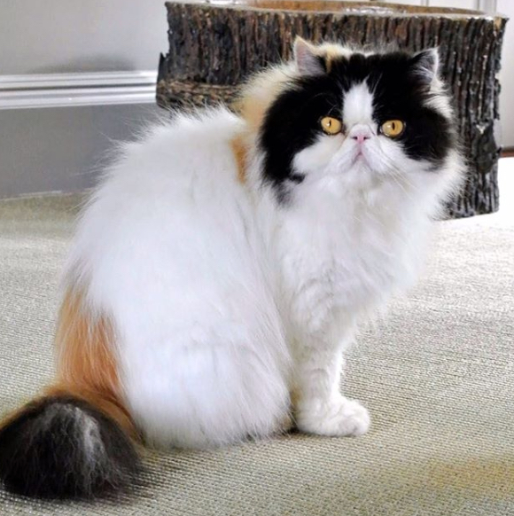 Martha Stewart Cat Empress Tang Celebrity Pets