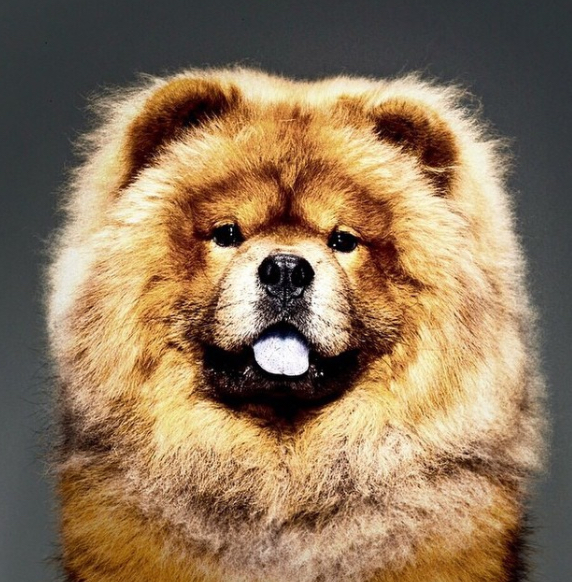 Martha Stewart Dog Genghis Khan Celebrity Pets