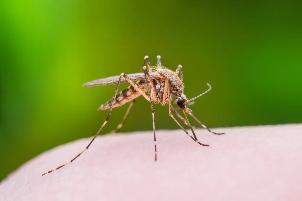 Mosquito bug bite, backyard dangers