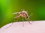 Mosquito bug bite, backyard dangers