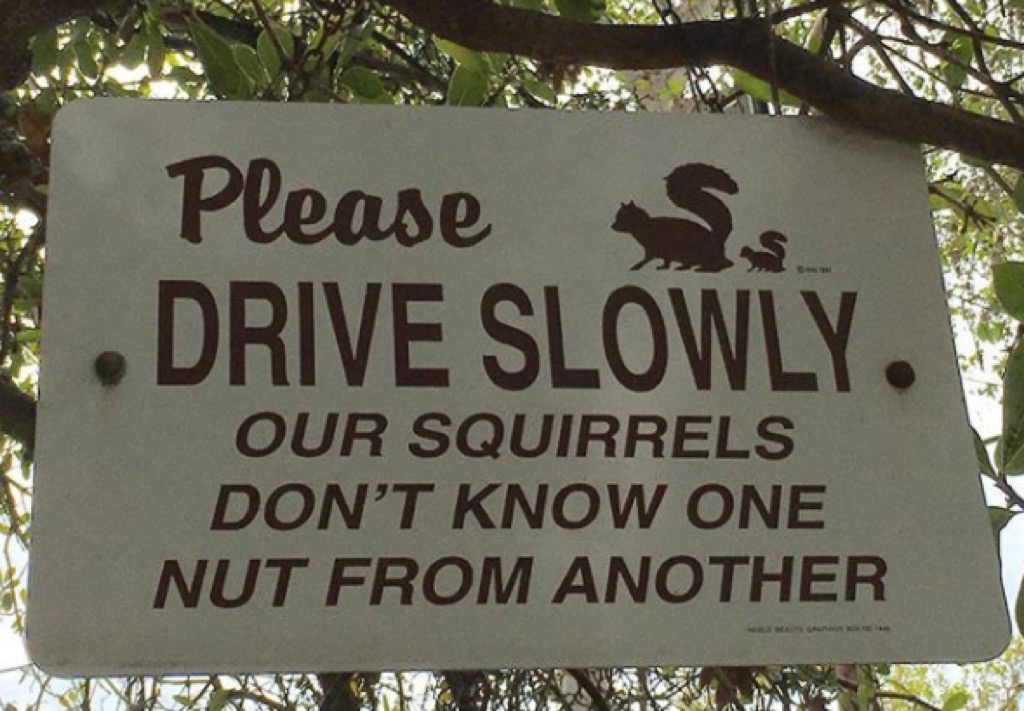 Squirrels Road Warning Signs