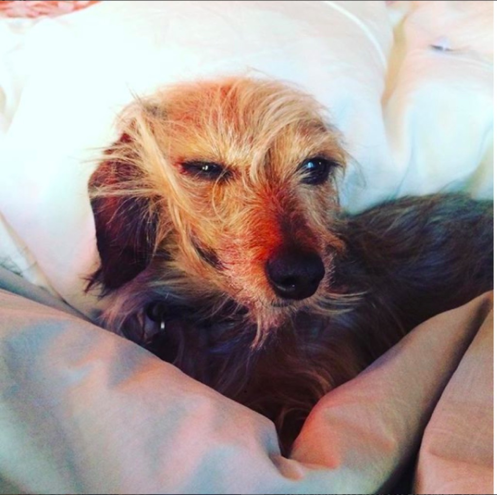 Leighton Meester's dog in the morning