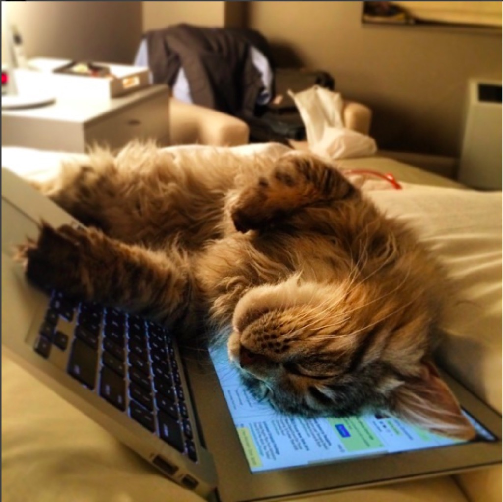 Bobby Flay's funny cat sleeps on a computer