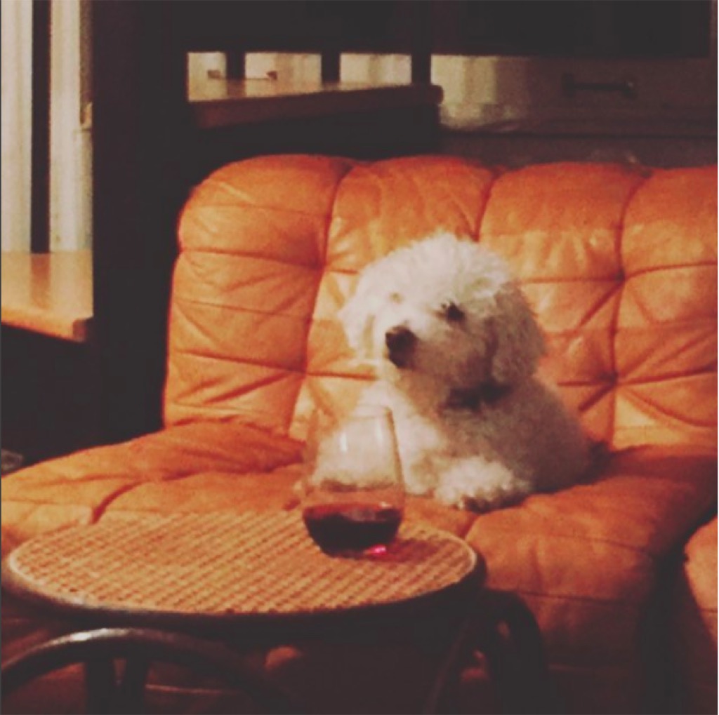 Parker Posey's dog, Gracie, with a glass of wine