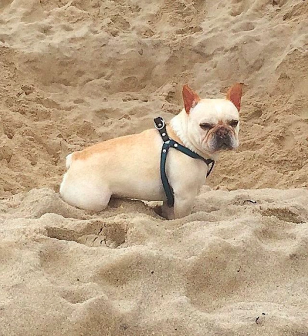 Hugh Jackman's dog on the beach