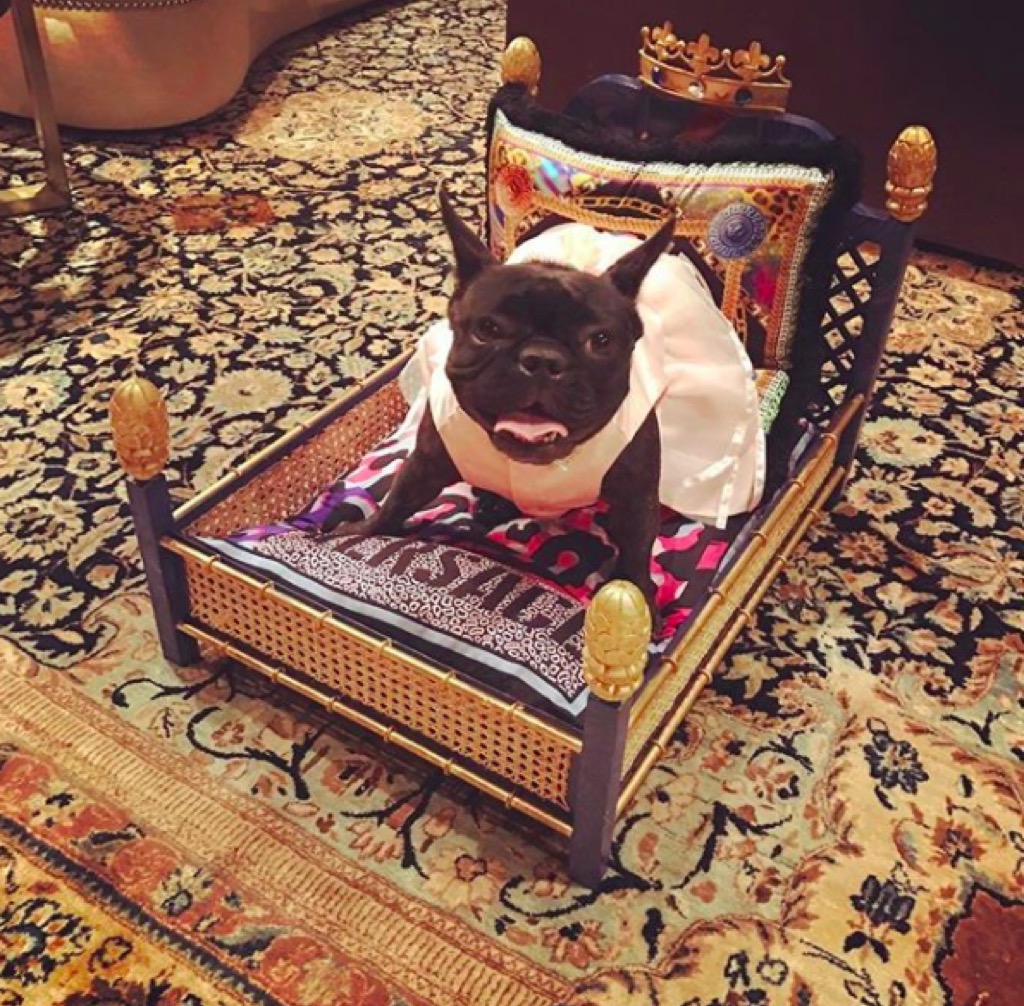 Lady Gaga's dog on a Versace bed