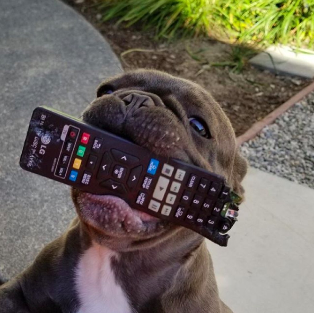 Cashie the French bulldog ate a remote control