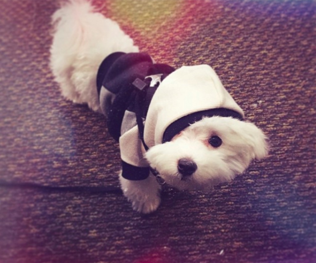 Demi Lovato's dog Buddy in a costume