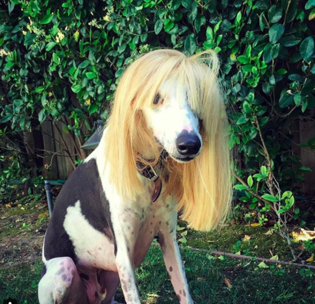 Amanda Seyfried's dog does an impression