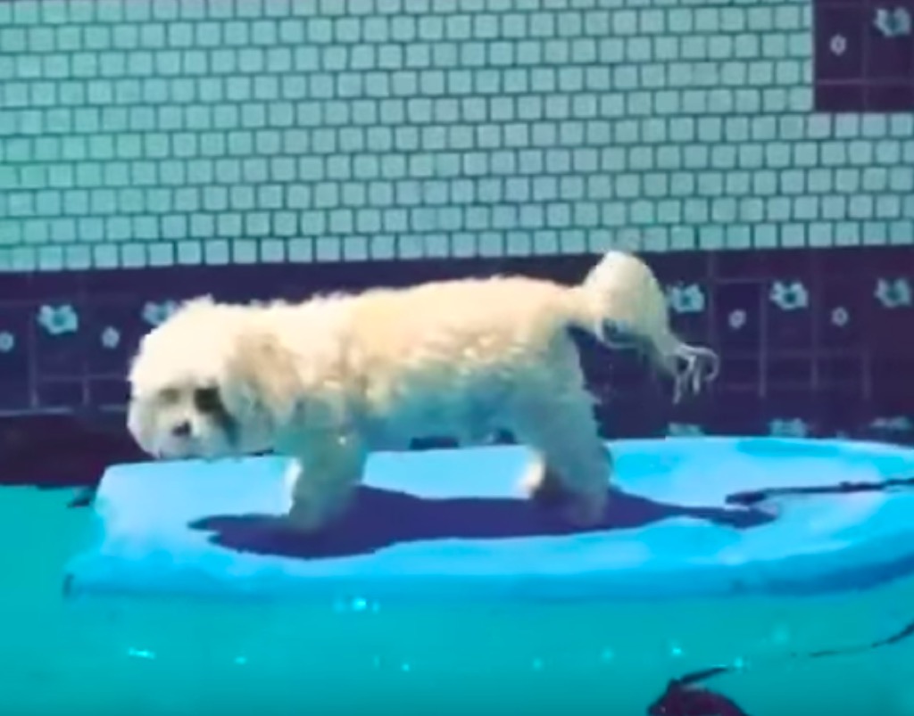 Vanessa Hudgen's dog surfing