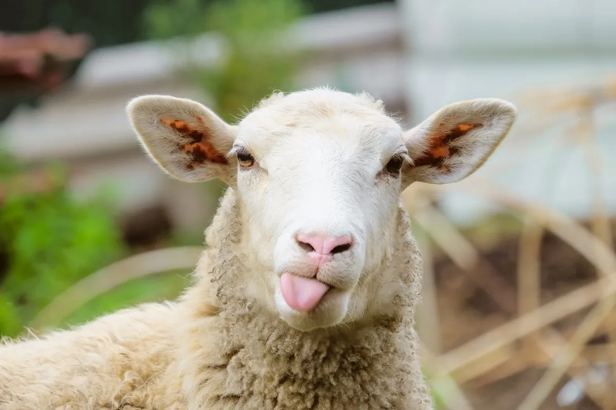 sheep with tongue out, ways to feel amazing