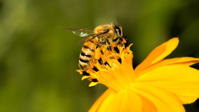 Bee Animal Jokes