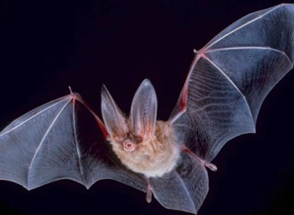 bat in flight suicide forest
