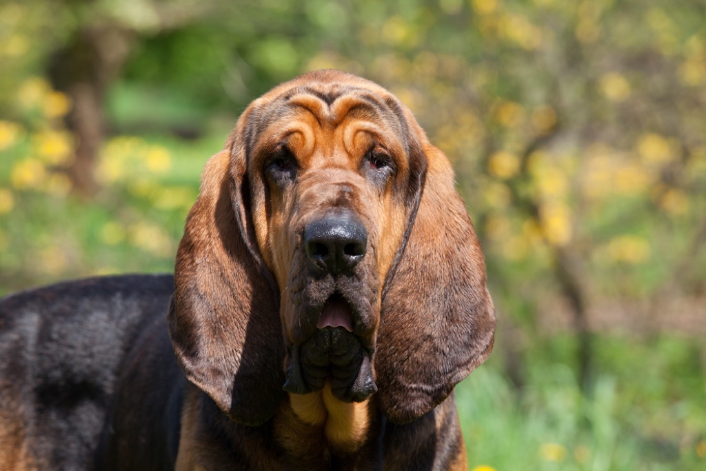 Blood hound things you never knew dogs could do